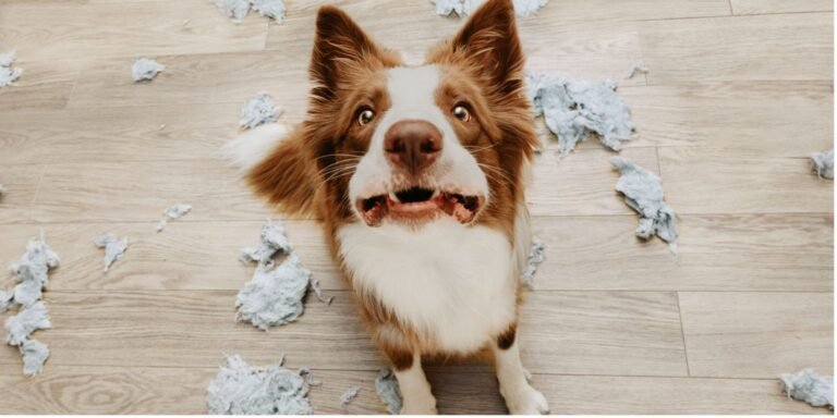 ansiedad por separación