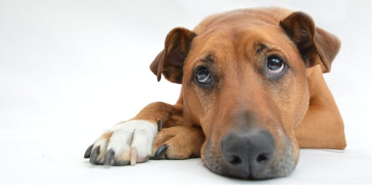 embarazo psicológico