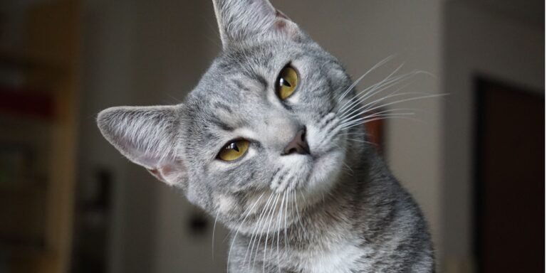gato muerde