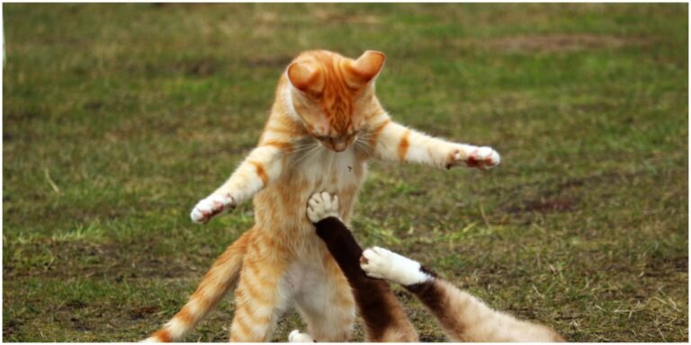 juntando gatitos
