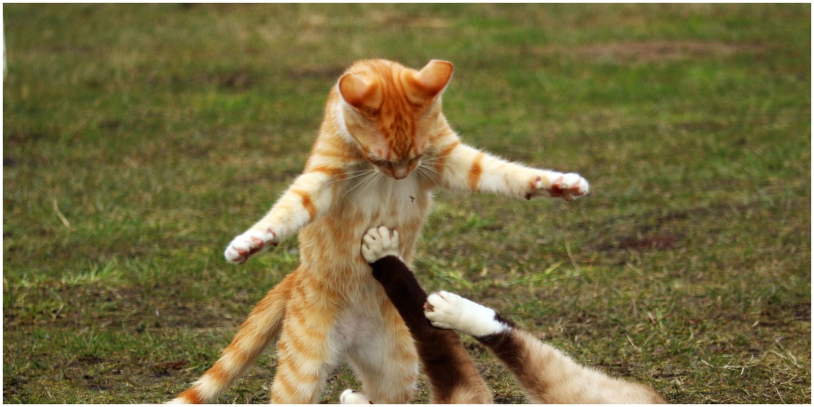 juntando gatitos