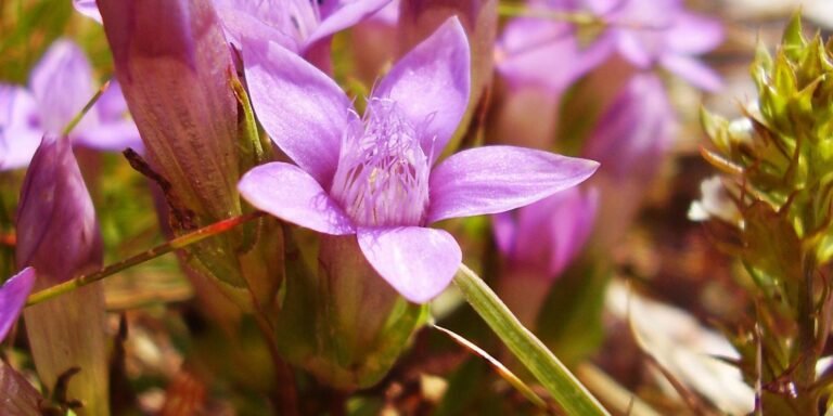 Flores de Bach para los que sufren de incertidumbre