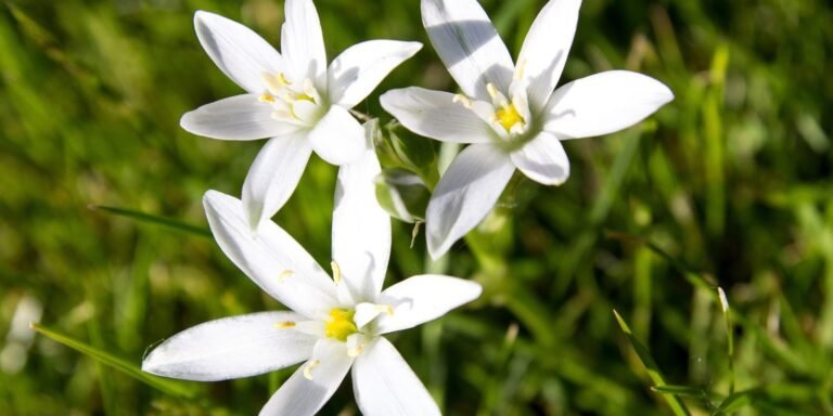 Flores de Bach para el desánimo y la desesperación