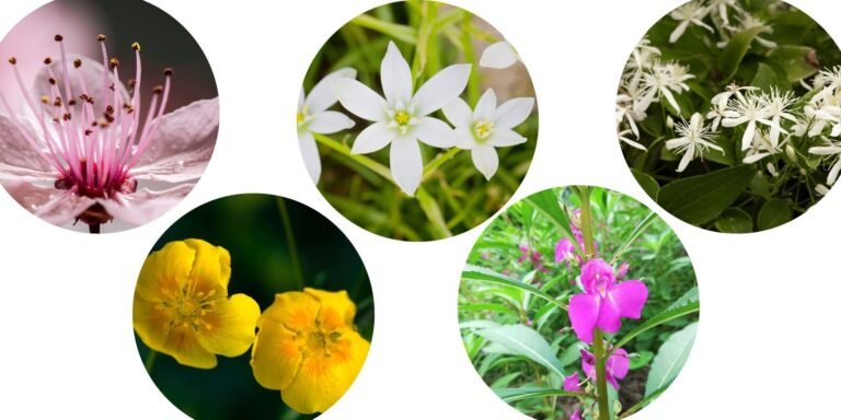 Remedio floral: Rescue Remedy