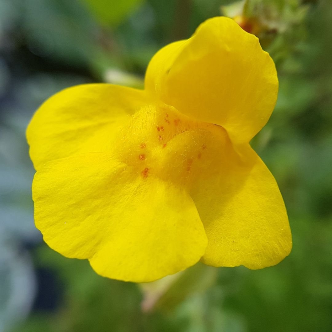 mimulus