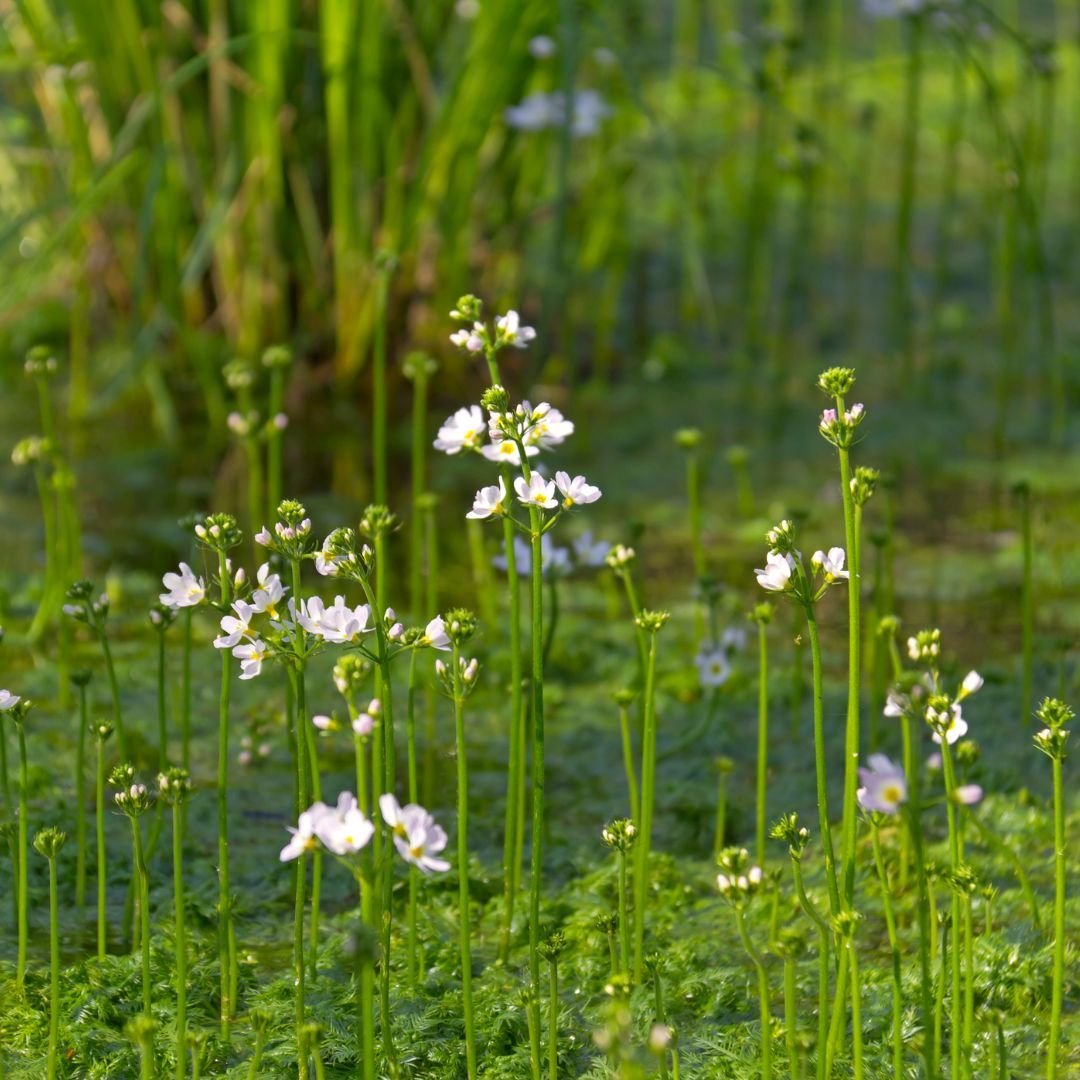 water violet