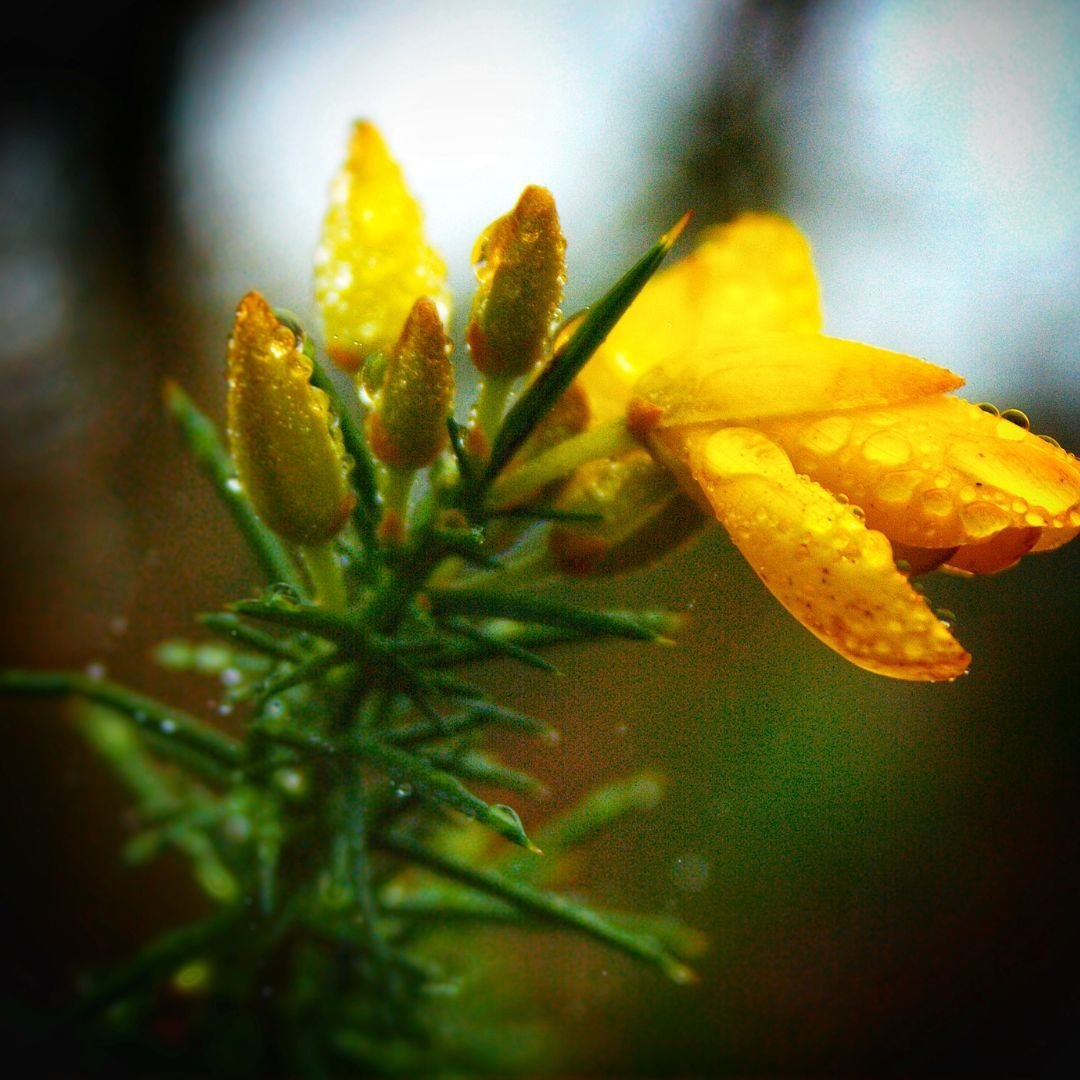 gorse