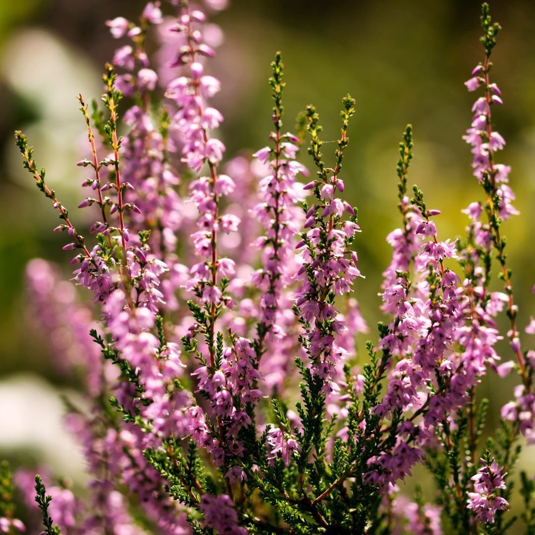 heather