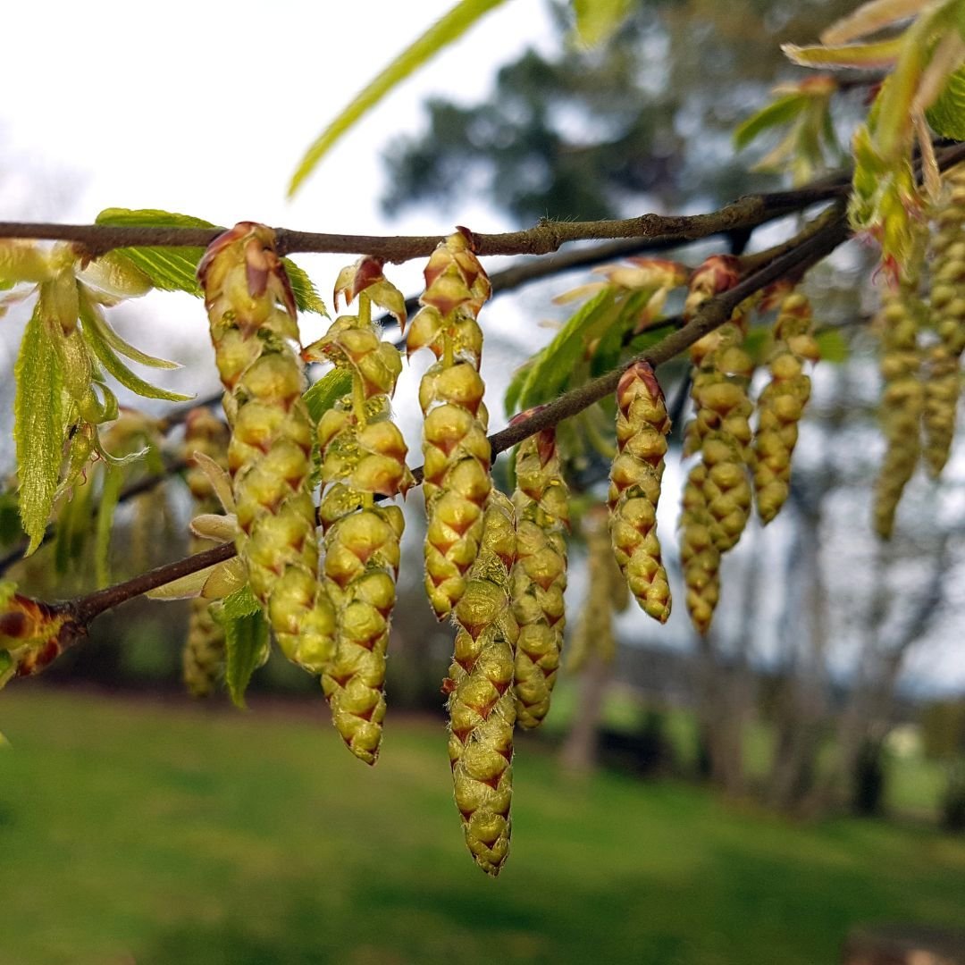 hornbeam