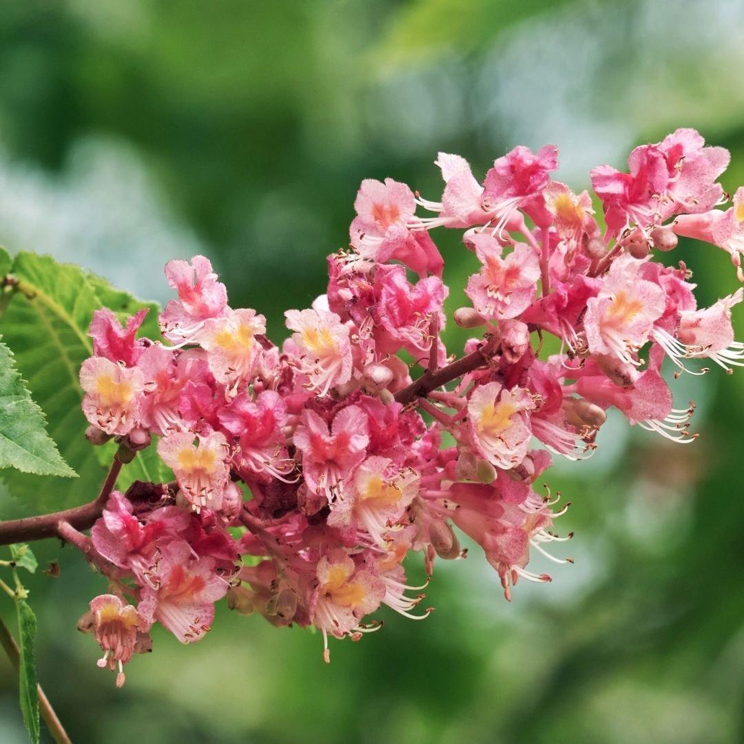 red chestnut