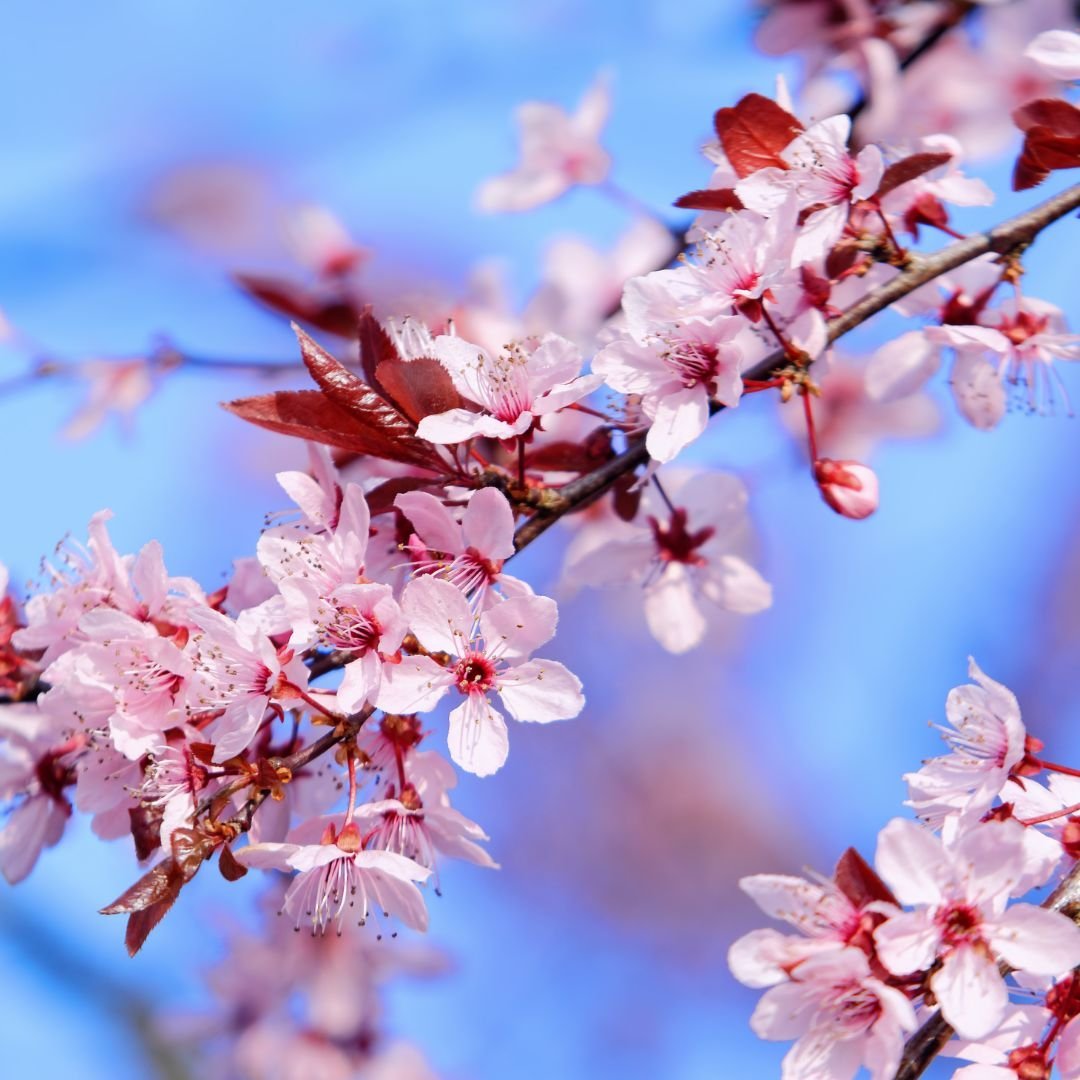 cherry plum