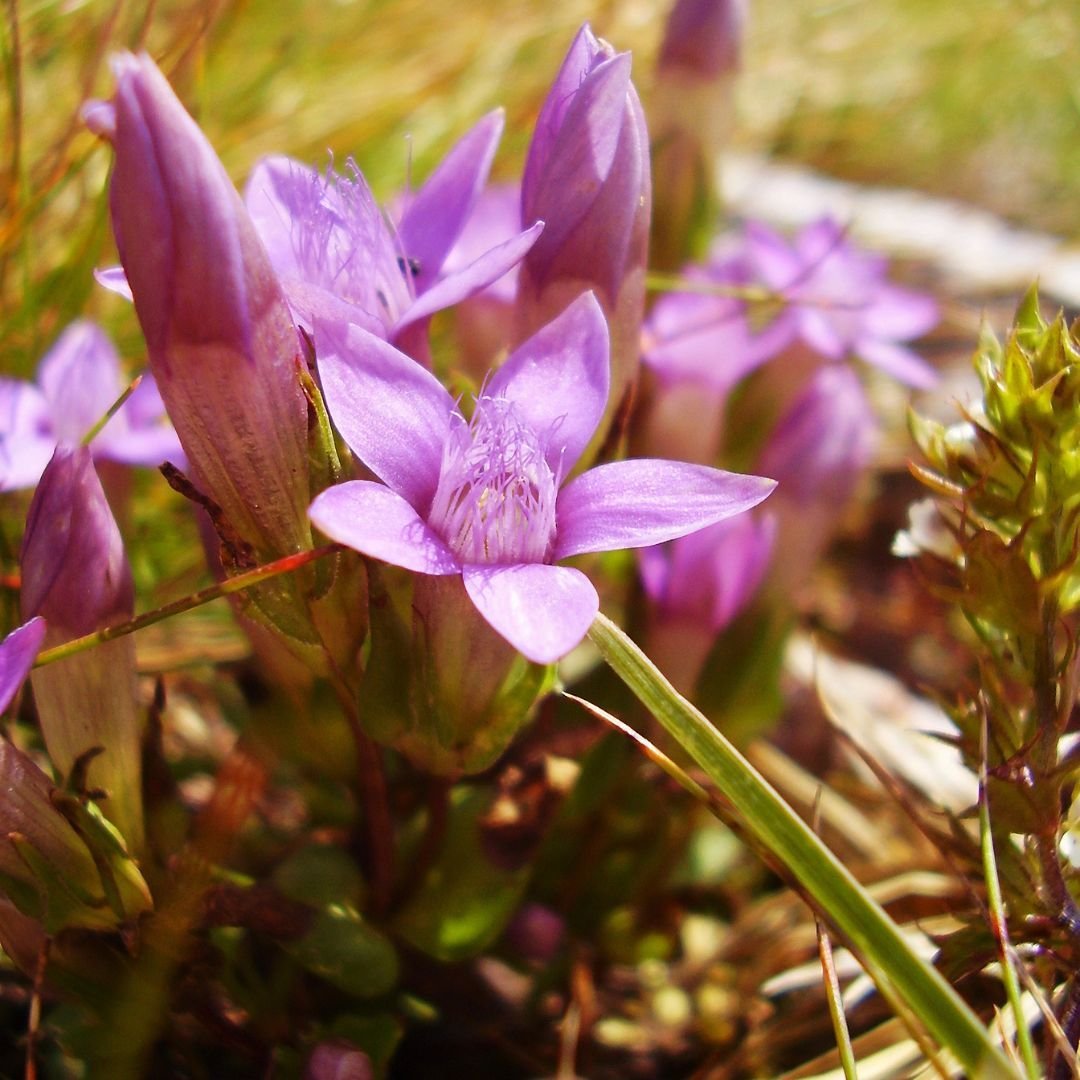 gentian