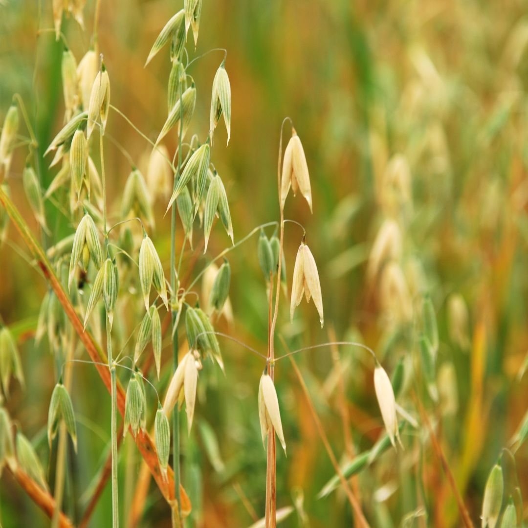 wild oat