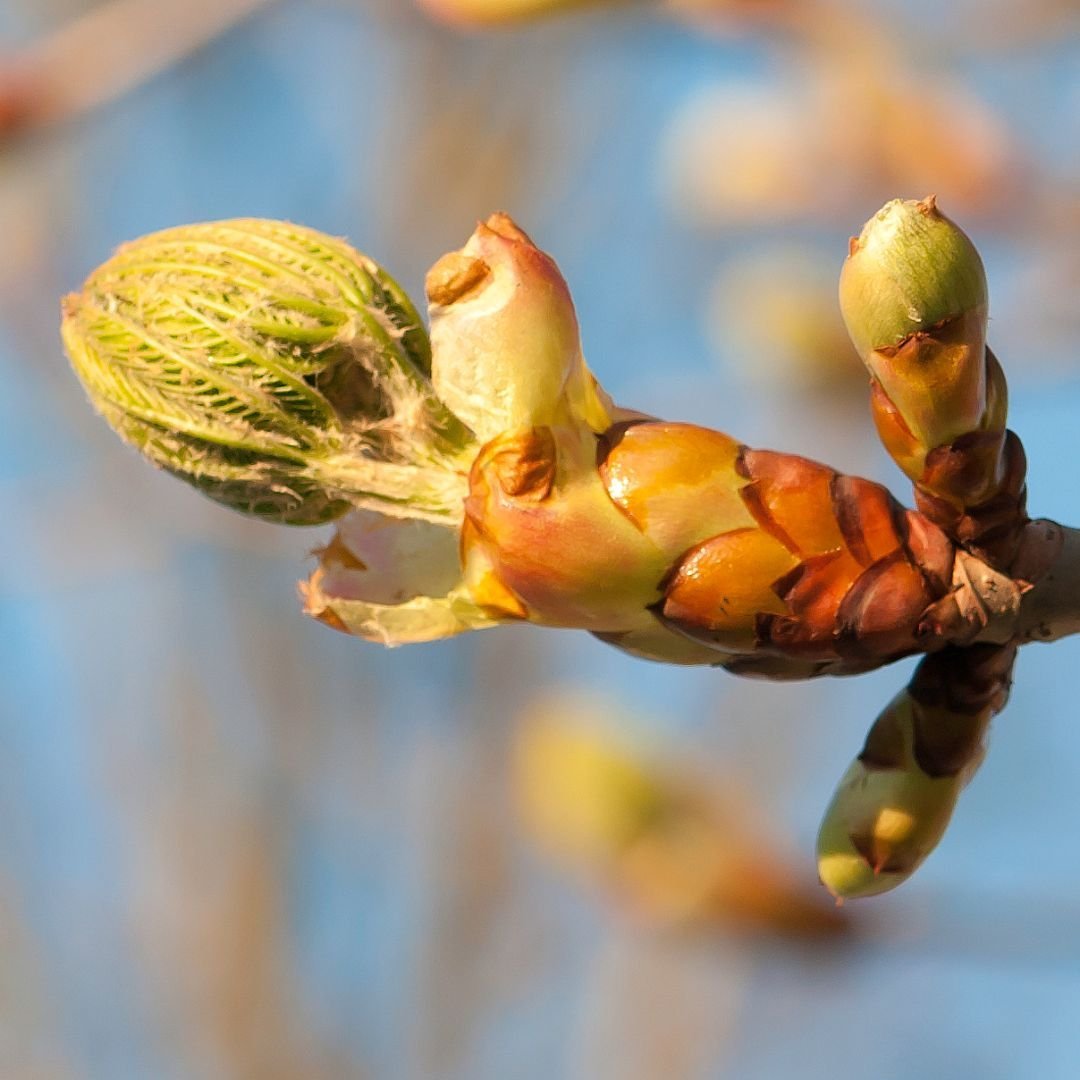 chestnut bud