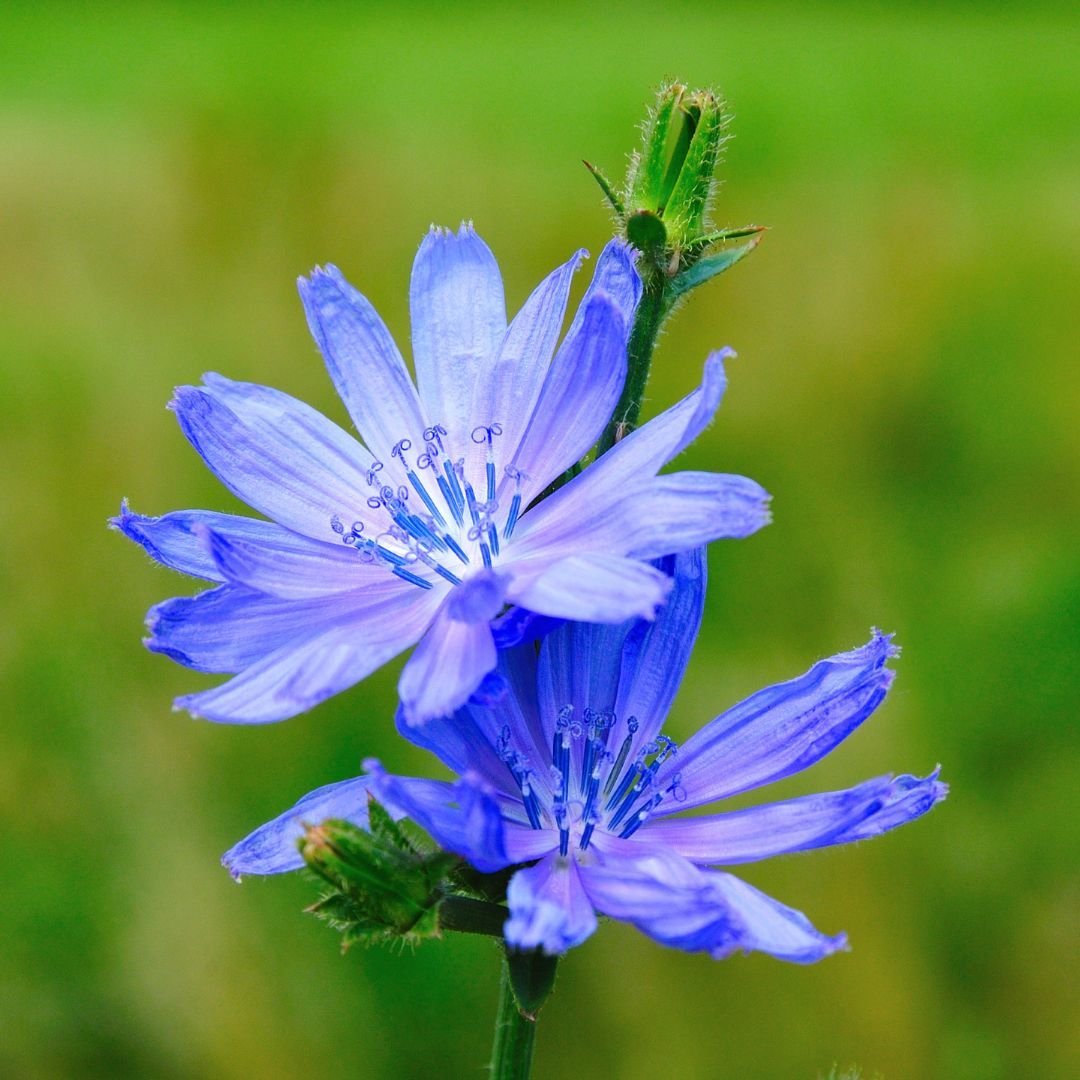 chicory