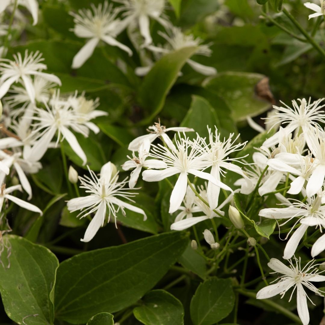 clematis