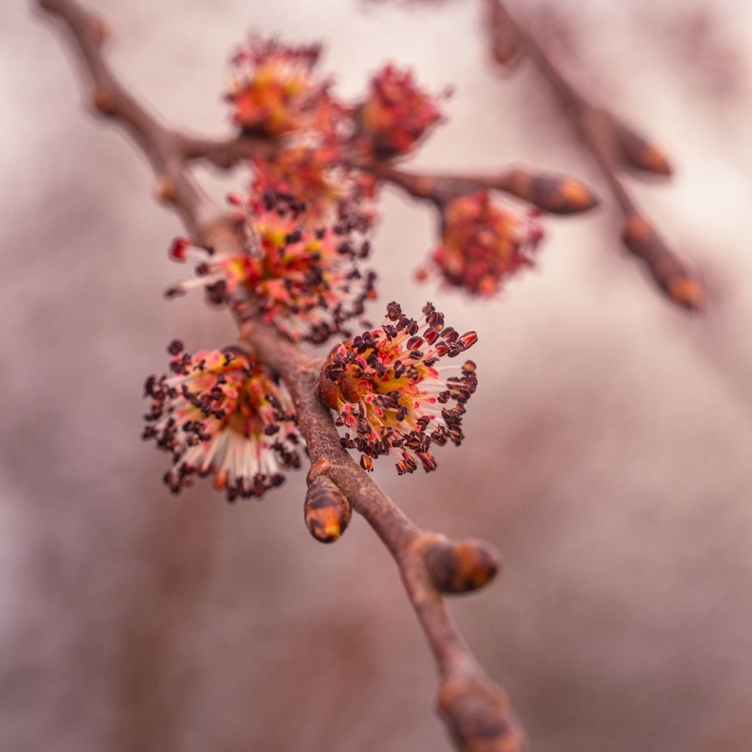 elm
