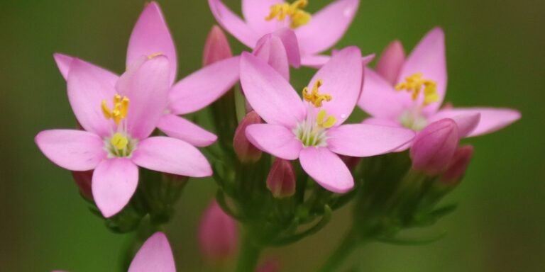 Flores de Bach para los influenciables