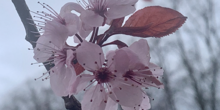 Flores de Bach para el miedo