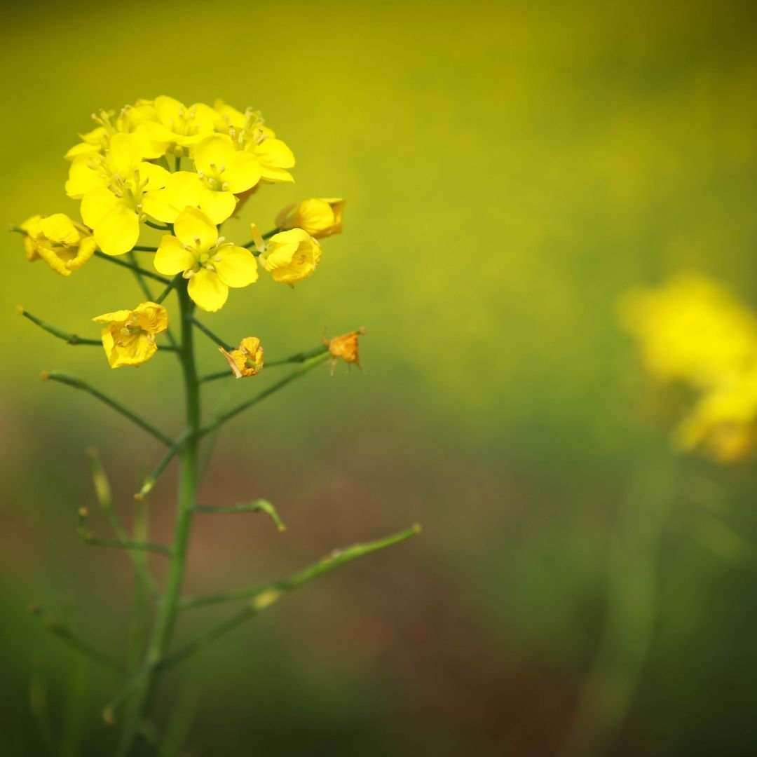 mustard