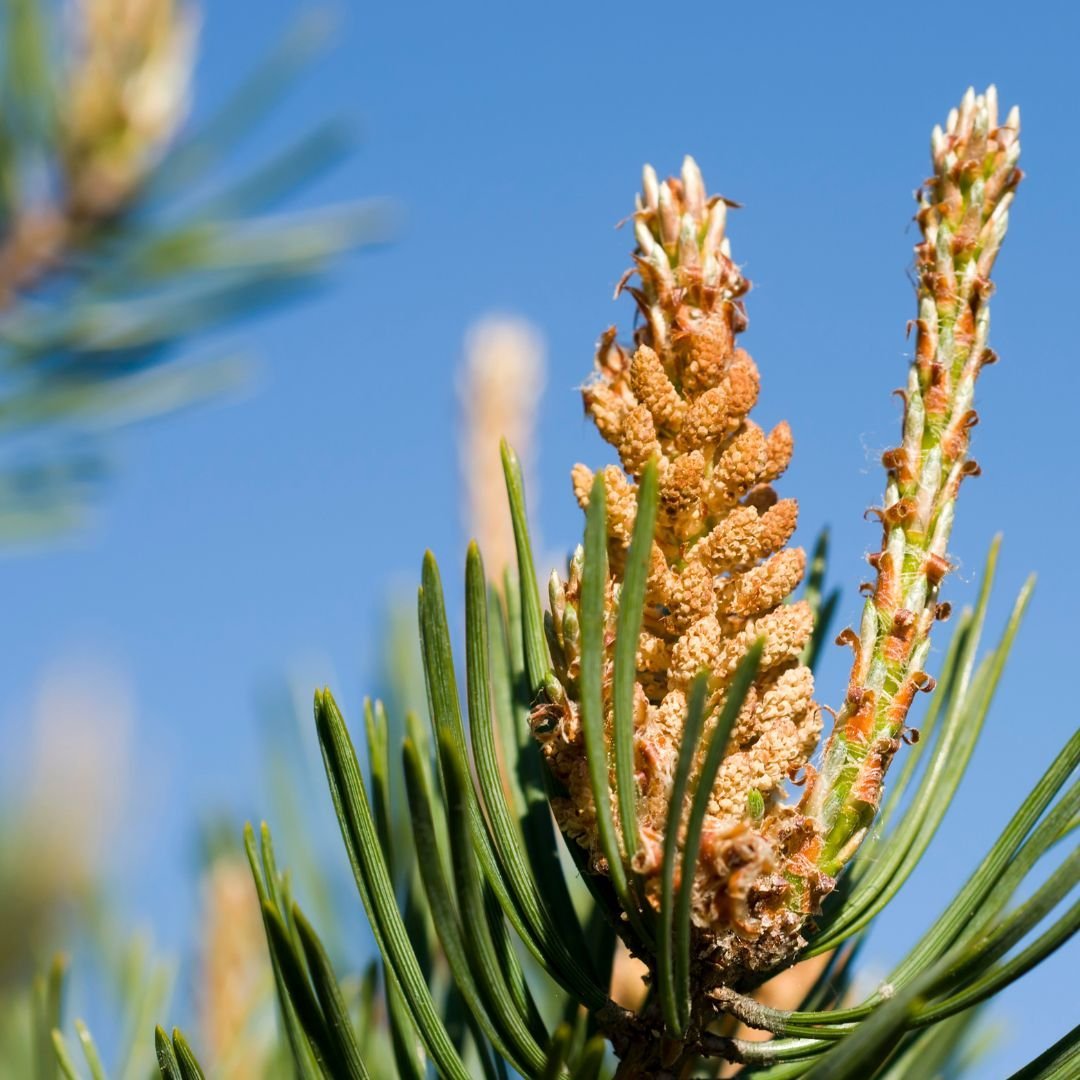 pine