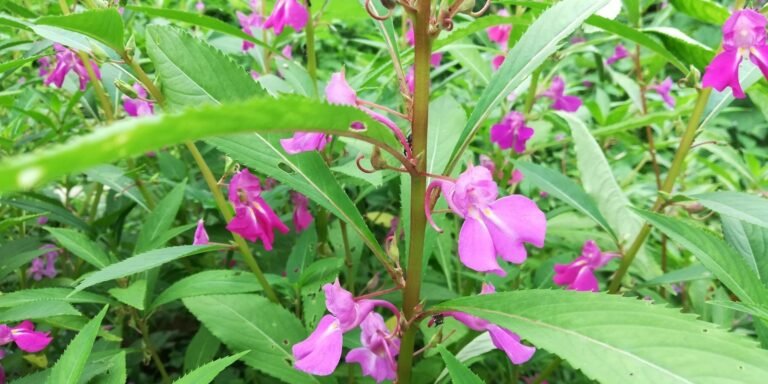 Flores de Bach para los que sufren de soledad