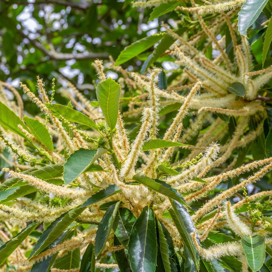 sweet chestnut