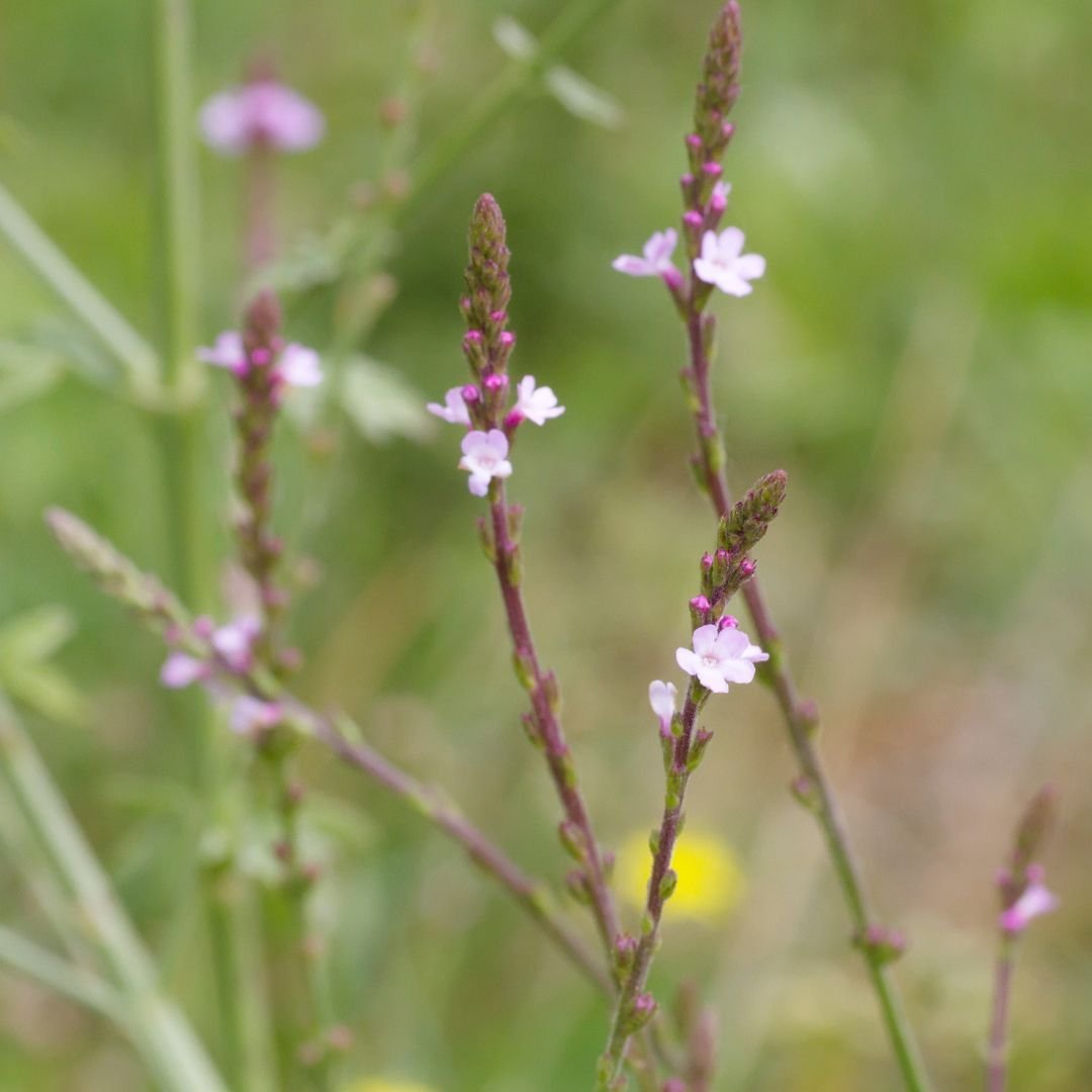 vervain