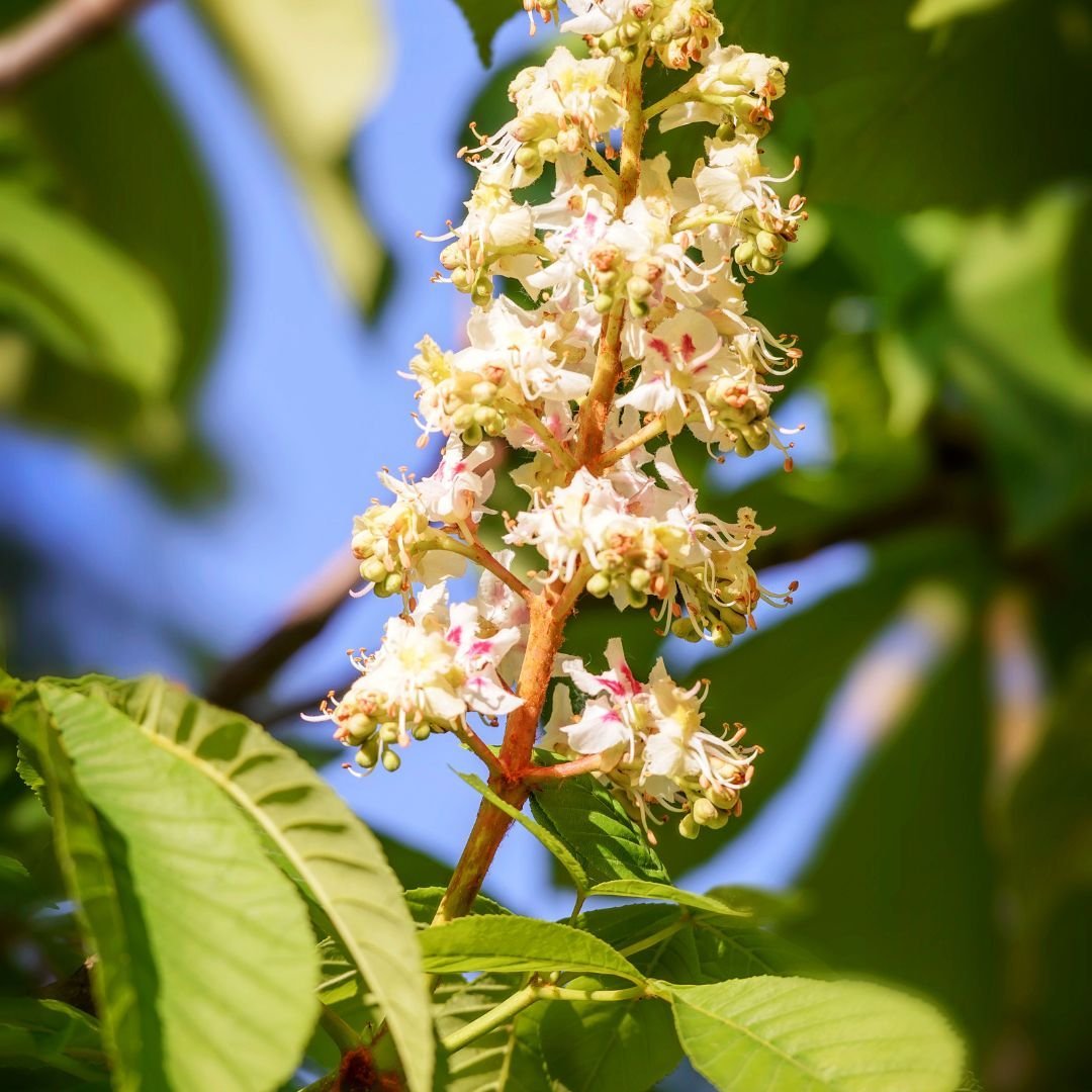 white chestnut