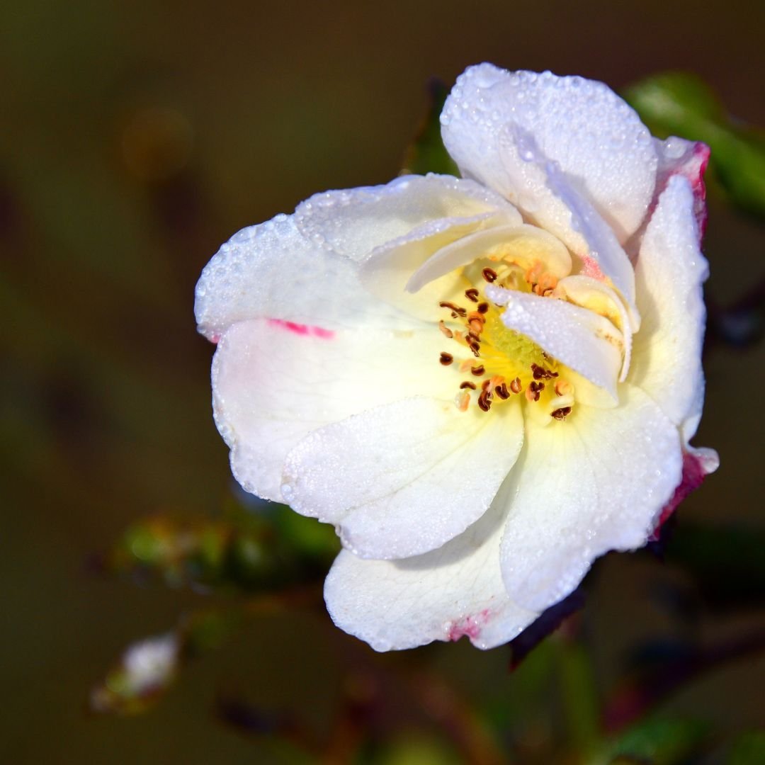 wild rose