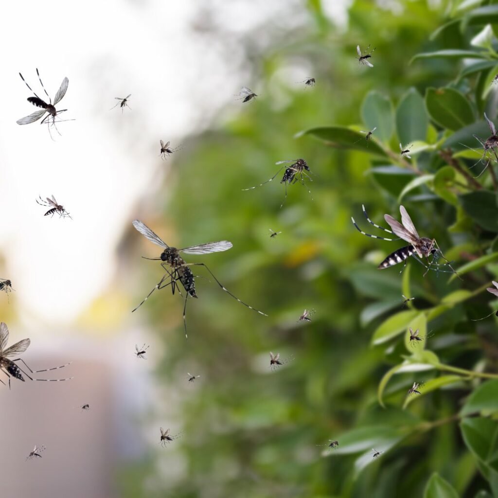 Un grupo de mosquitos volando sobre un árbol.