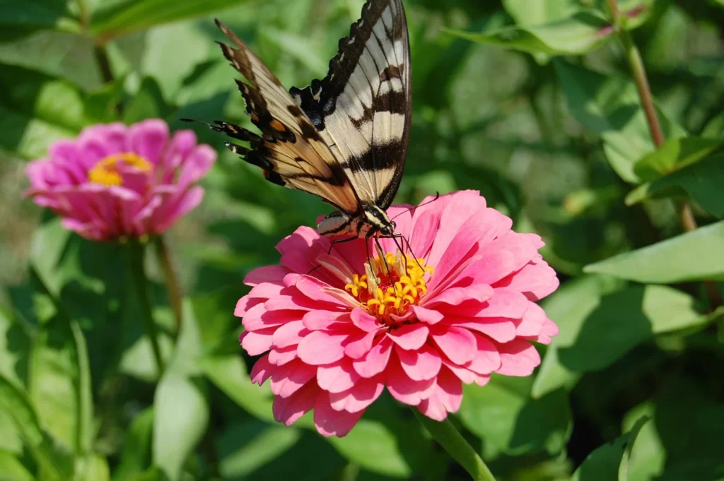 mariposa2