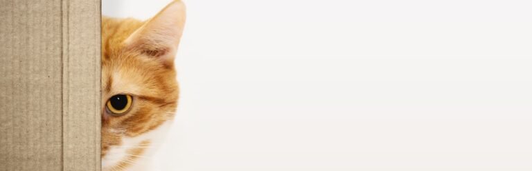 eliminaciones inadecuadas gatos