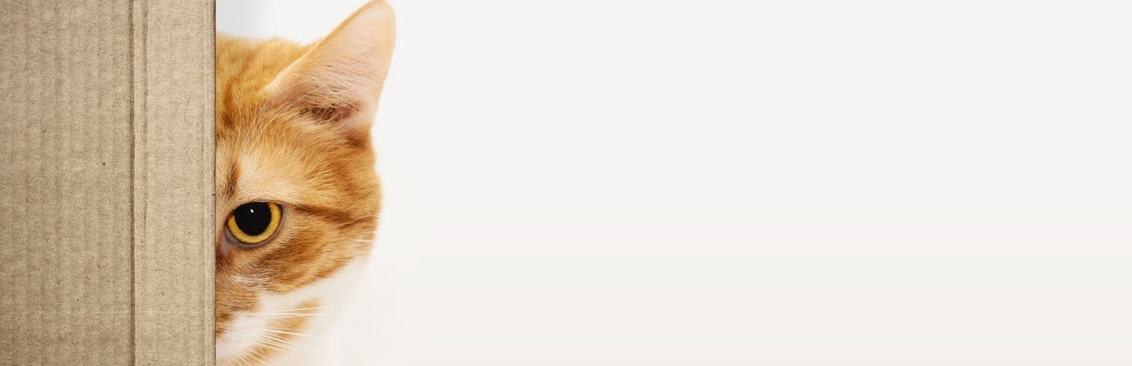 eliminaciones inadecuadas gatos