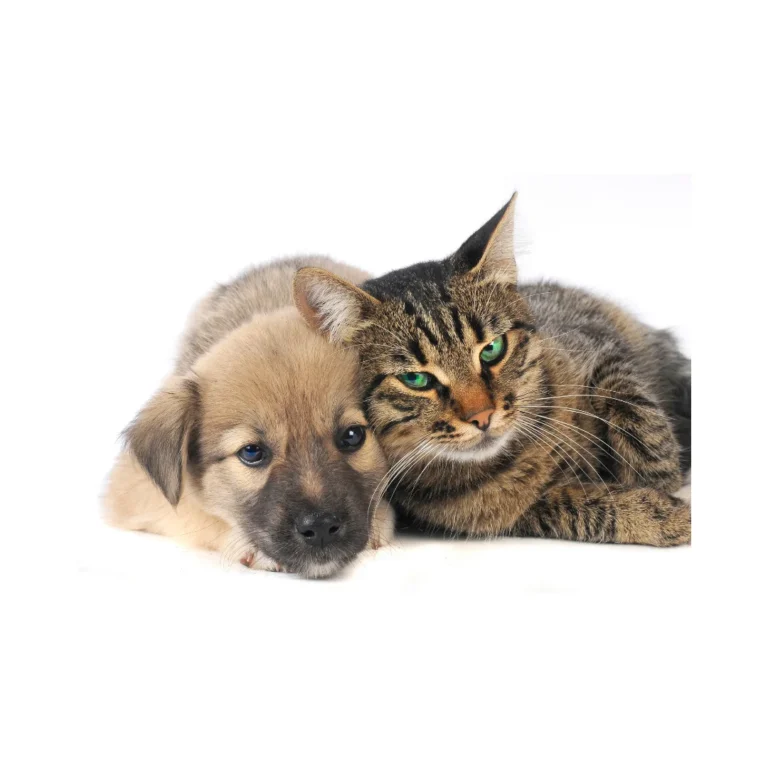 flores de bach para mascotas