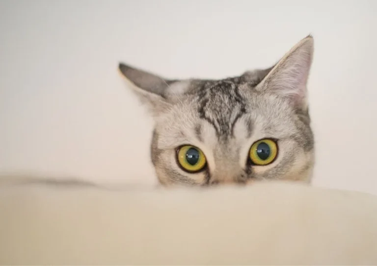 miedo a los petardos en mascotas