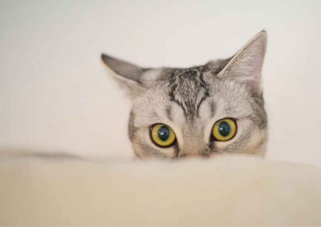 miedo a los petardos en mascotas